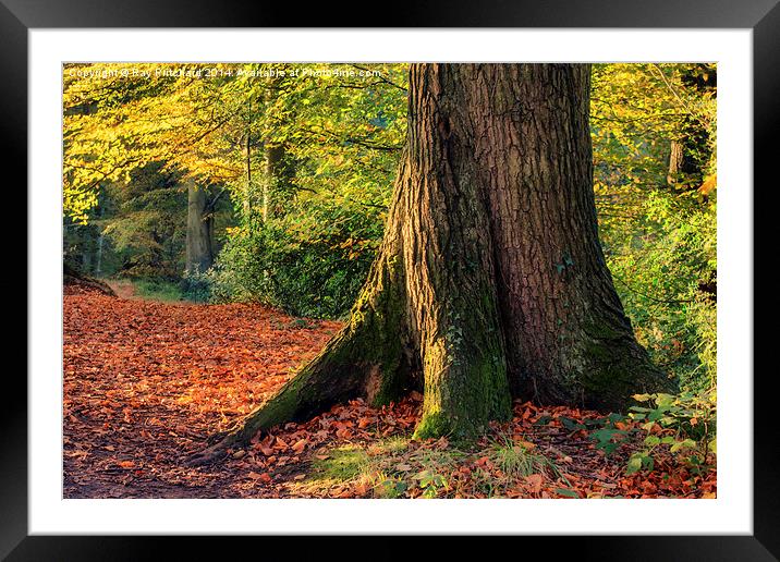 Tree Trunk Framed Mounted Print by Ray Pritchard
