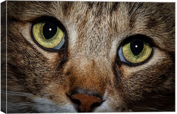 In a Cats Eye Canvas Print by Doug Long