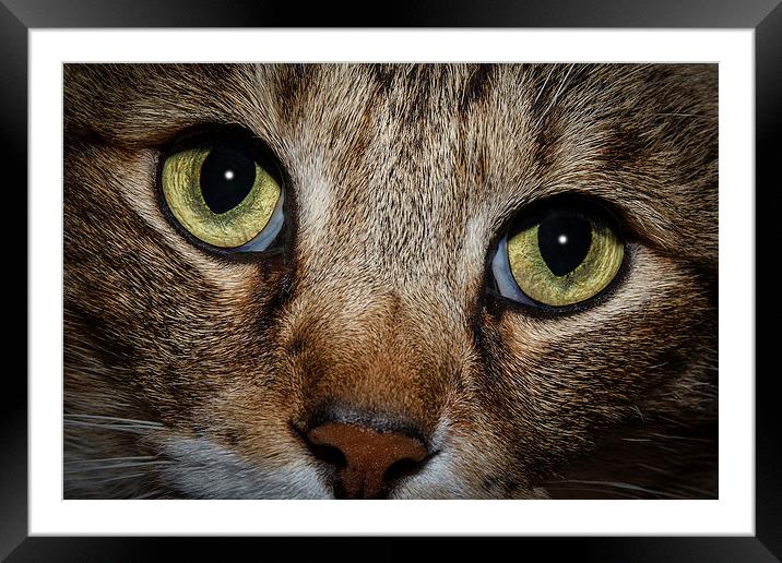 In a Cats Eye Framed Mounted Print by Doug Long