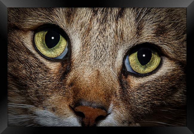In a Cats Eye Framed Print by Doug Long