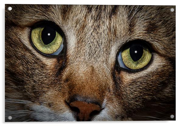 In a Cats Eye Acrylic by Doug Long