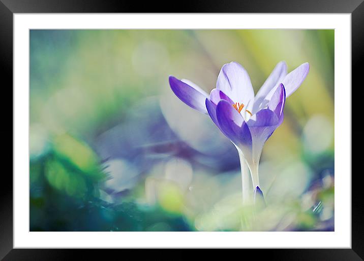 Centre stage Framed Mounted Print by Dawn Cox