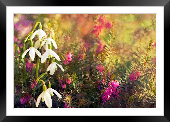 Snow drop and Heather Framed Mounted Print by Dawn Cox