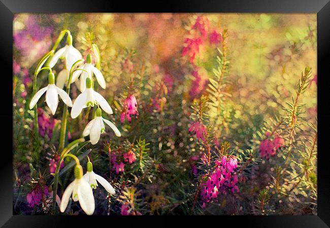 Snow drop and Heather Framed Print by Dawn Cox