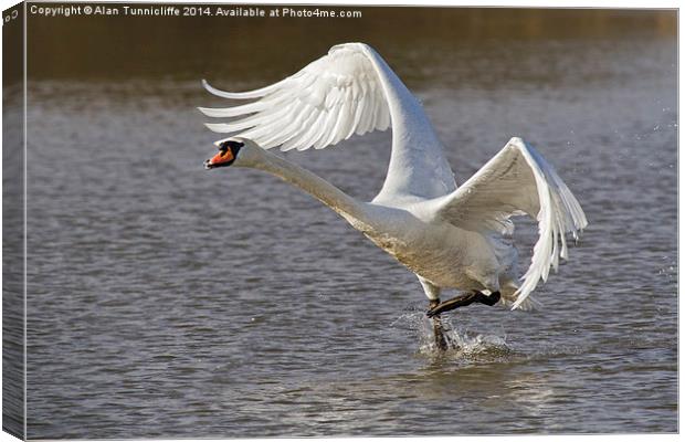 Majestic swan Takes Flight Canvas Print by Alan Tunnicliffe
