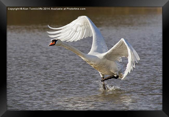 Majestic swan Takes Flight Framed Print by Alan Tunnicliffe