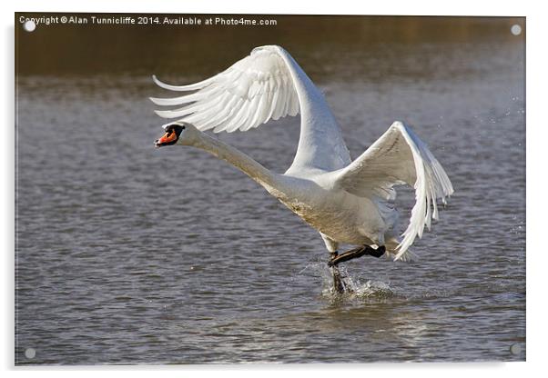 Majestic swan Takes Flight Acrylic by Alan Tunnicliffe