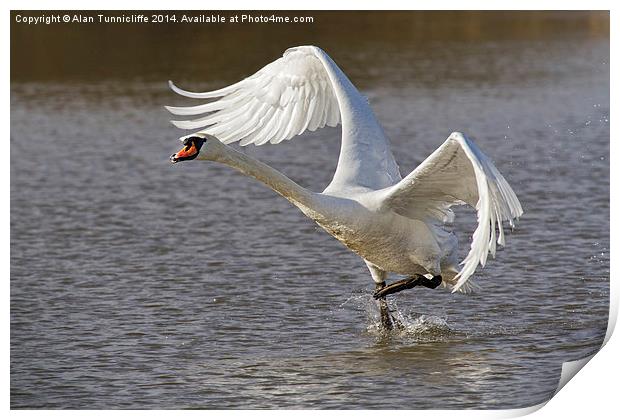 Majestic swan Takes Flight Print by Alan Tunnicliffe