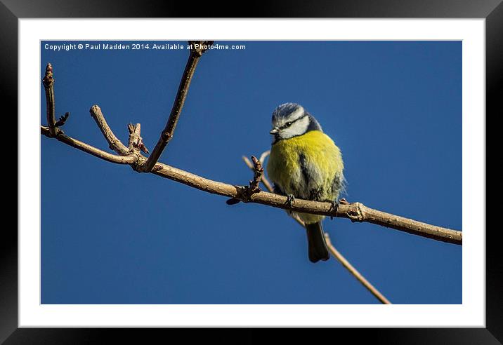 Blue tit on a branch Framed Mounted Print by Paul Madden