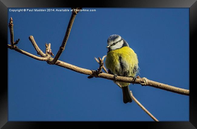 Blue tit on a branch Framed Print by Paul Madden