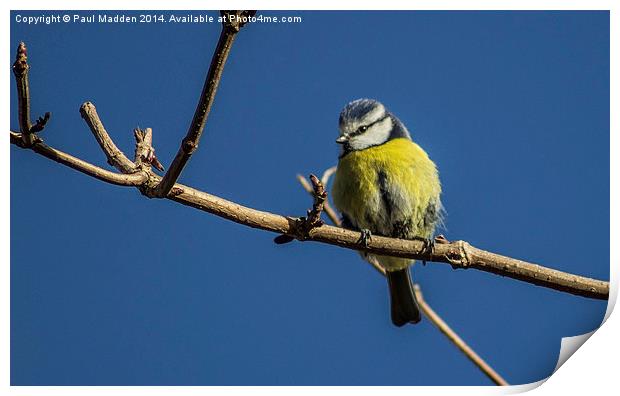 Blue tit on a branch Print by Paul Madden