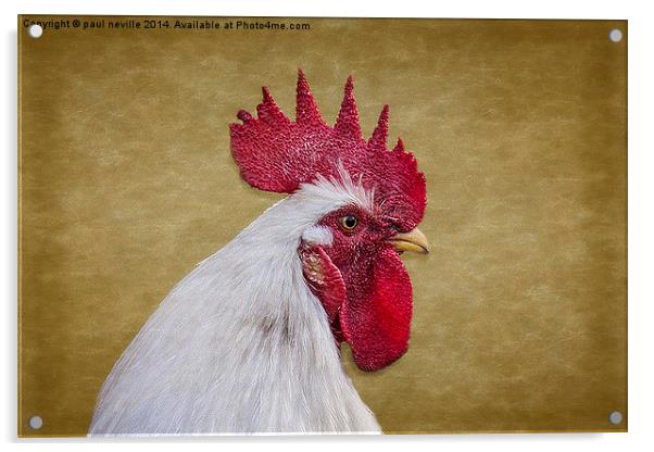 Cockerel portrait Acrylic by paul neville