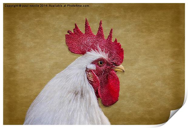 Cockerel portrait Print by paul neville