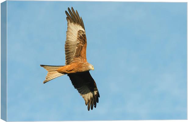 Red Kite Canvas Print by Natures' Canvas: Wall Art  & Prints by Andy Astbury
