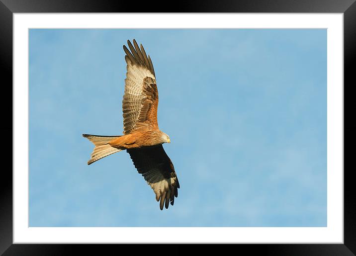 Red Kite Framed Mounted Print by Natures' Canvas: Wall Art  & Prints by Andy Astbury