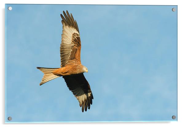 Red Kite Acrylic by Natures' Canvas: Wall Art  & Prints by Andy Astbury