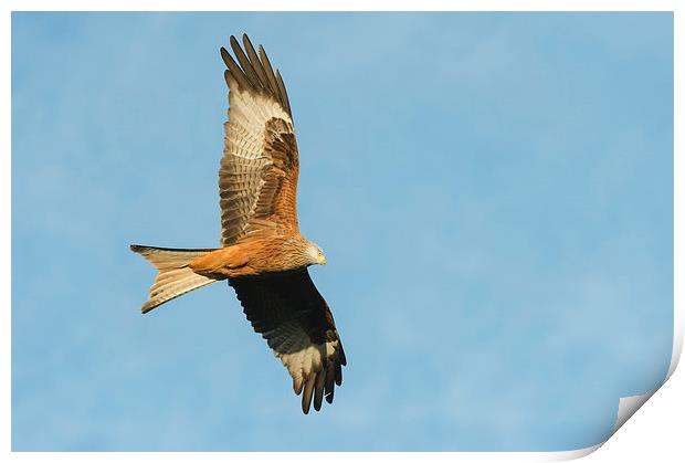 Red Kite Print by Natures' Canvas: Wall Art  & Prints by Andy Astbury