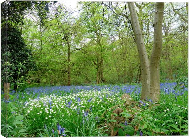 Anemone & Bluebell Woodlands Canvas Print by Ursula Keene