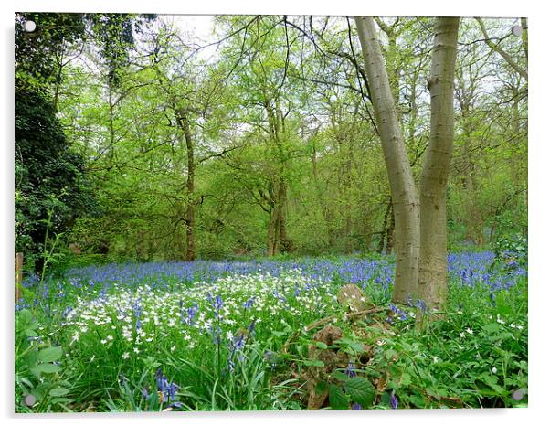 Anemone & Bluebell Woodlands Acrylic by Ursula Keene