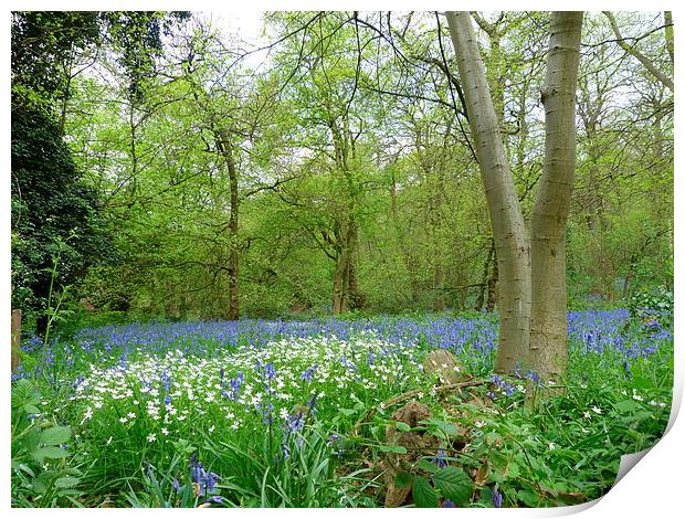Anemone & Bluebell Woodlands Print by Ursula Keene