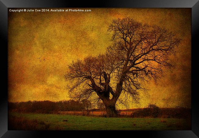 Tree In A Field! Framed Print by Julie Coe