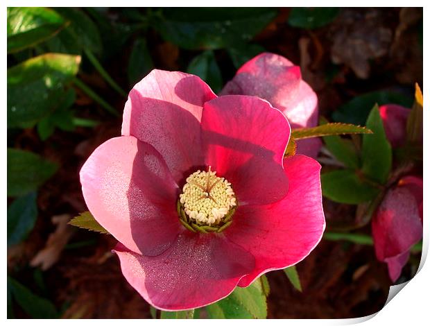 Sunlit Pink Hellebore Print by Ursula Keene