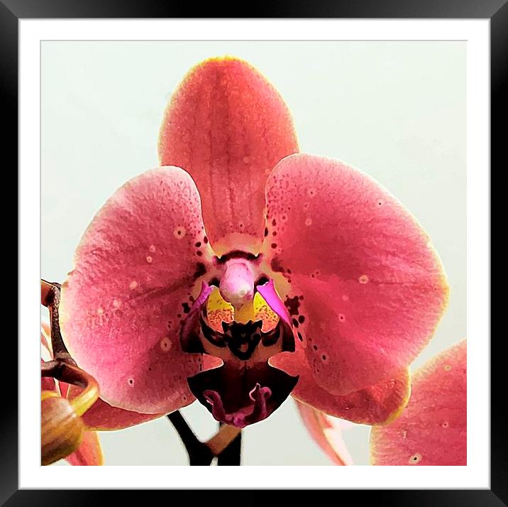 ORCHID BEAUTY Framed Mounted Print by len milner