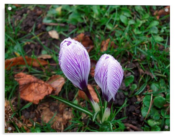 Rain Drops on Mauve Crocus Acrylic by Ursula Keene