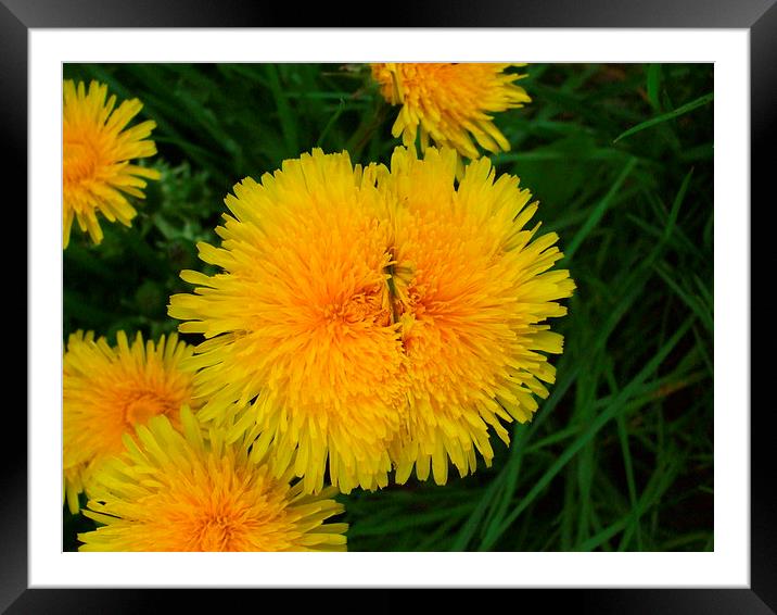 Double Delight Dandelions Framed Mounted Print by Ursula Keene