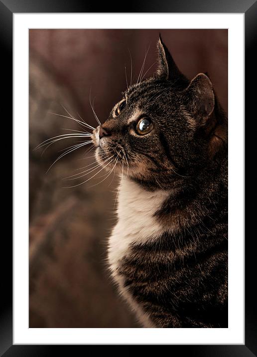 Attentive Framed Mounted Print by Simon Alesbrook
