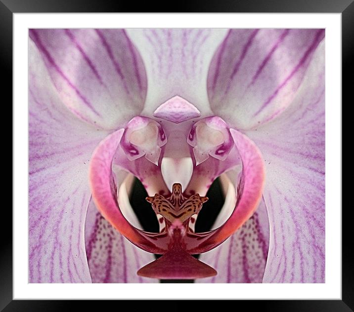 Closeup pink and white orchid Framed Mounted Print by Ruth Hallam