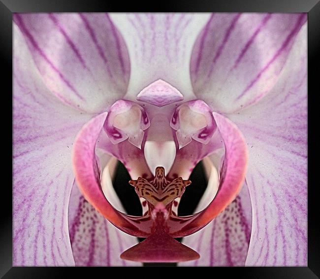 Closeup pink and white orchid Framed Print by Ruth Hallam