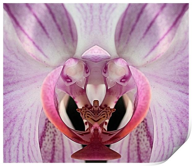 Closeup pink and white orchid Print by Ruth Hallam