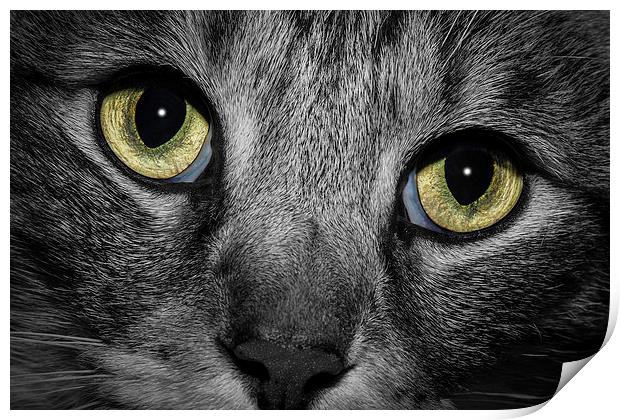 In A Cats Eye B&W Print by Doug Long