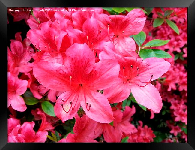 Pretty Pink Flower Framed Print by Gwion Healy