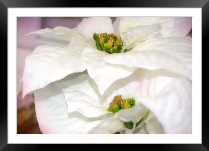 Pure Poinsettia Twins Framed Mounted Print by Judy Hall-Folde