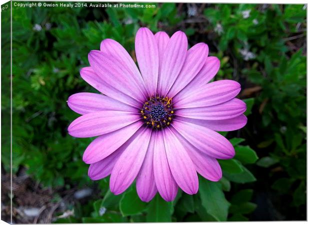 Violet Purple Sicilian Chrysanthemum Daisy Canvas Print by Gwion Healy