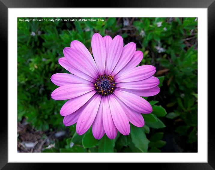 Violet Purple Sicilian Chrysanthemum Daisy Framed Mounted Print by Gwion Healy