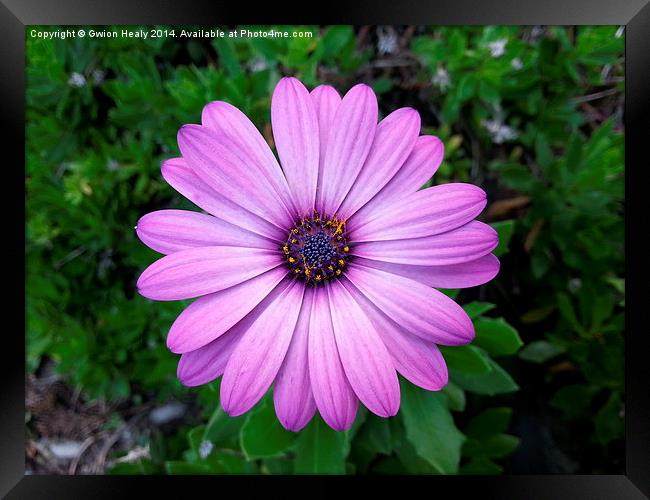 Violet Purple Sicilian Chrysanthemum Daisy Framed Print by Gwion Healy