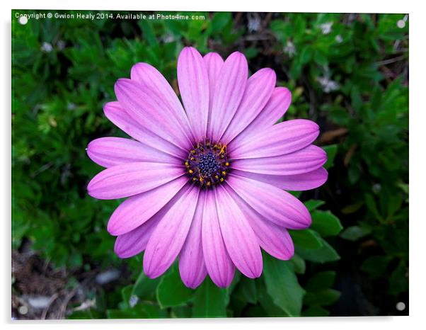Violet Purple Sicilian Chrysanthemum Daisy Acrylic by Gwion Healy