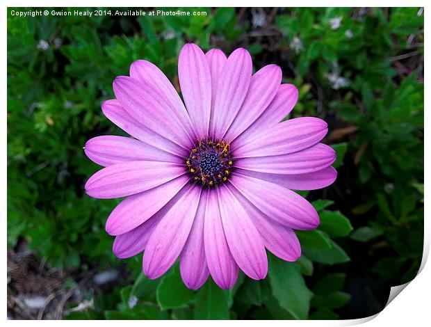 Violet Purple Sicilian Chrysanthemum Daisy Print by Gwion Healy