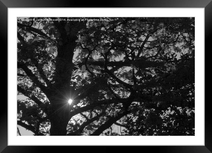Sunlight through the Trees Framed Mounted Print by Jane Hitchcock