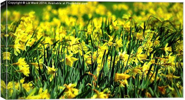 A host of golden daffodils Canvas Print by Liz Ward