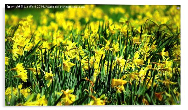 A host of golden daffodils Acrylic by Liz Ward