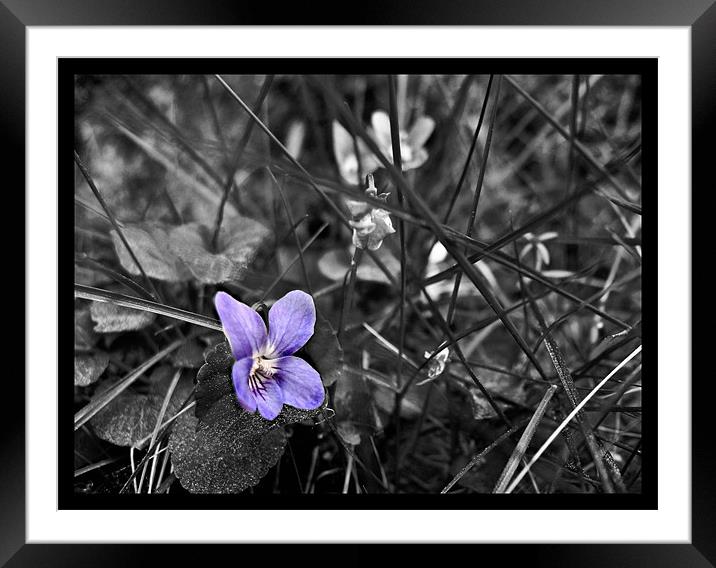 Violet Framed Mounted Print by Flavia Ferreira
