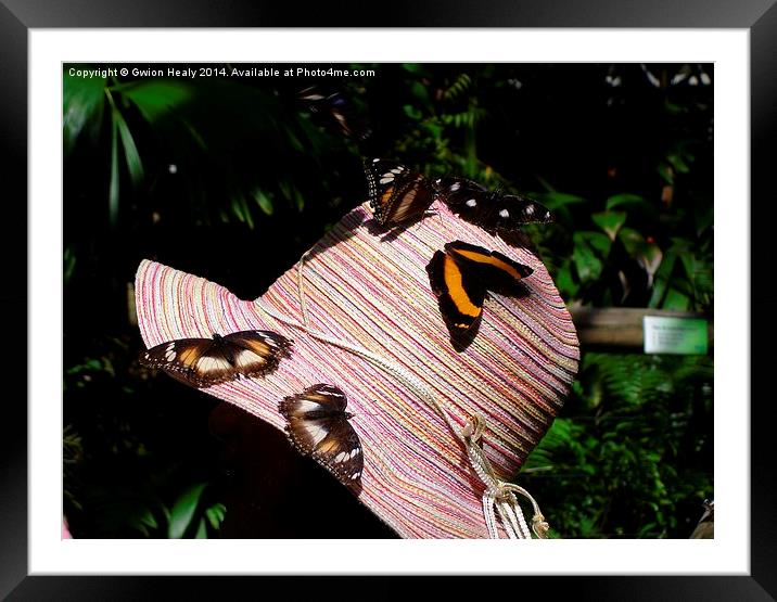 Butterfly hat Framed Mounted Print by Gwion Healy