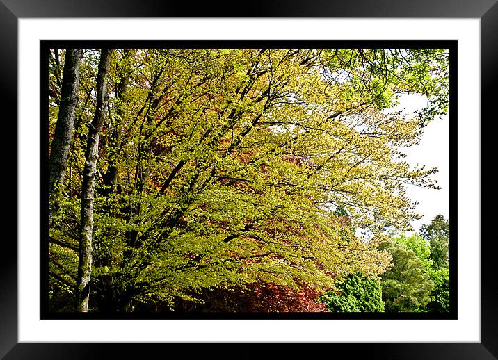 Golden Leafs Framed Mounted Print by Luis Lajas
