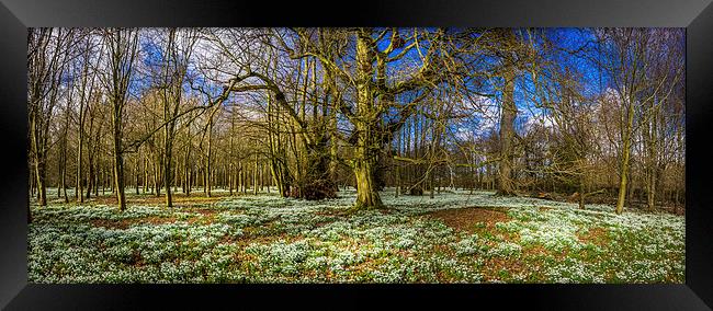 Snowdrop Woods, Welford, Berkshire, England, UK Framed Print by Mark Llewellyn