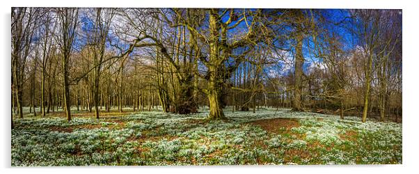 Snowdrop Woods, Welford, Berkshire, England, UK Acrylic by Mark Llewellyn