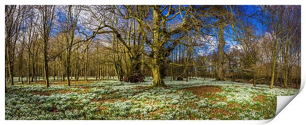 Snowdrop Woods, Welford, Berkshire, England, UK Print by Mark Llewellyn